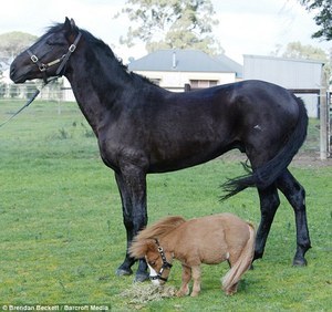 Koda - The Tiny Horse