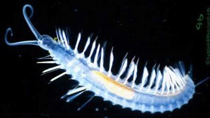 Watch Out - These Sea Worms Eject Glowing Green 'Bombs'