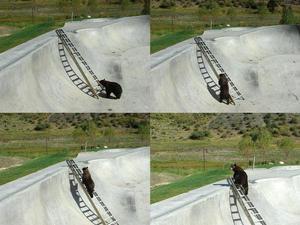 This Black Bear Is One Smart Cookie!