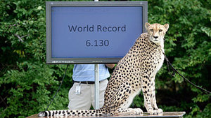 Move Over Usain, Here Comes Sarah The Cheetah!