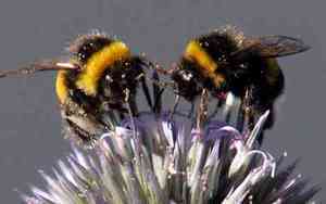 Do Worker Bees Cheat On Their Queens?