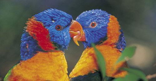 The 'Drunk' Lorikeets Of Darwin