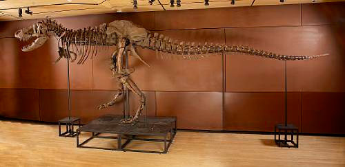 Now Available: 'Samson', A 66 Million Year-Old T-Rex
