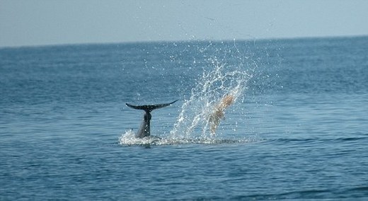 Dolphins Play 'Tail Soccer' With Jellyfish