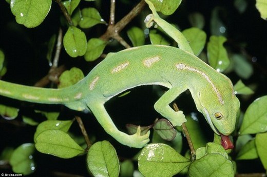 Geckos - Nature's Masters of Disguise