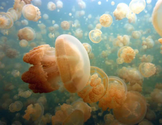 Snorkeling Amidst Jellyfish