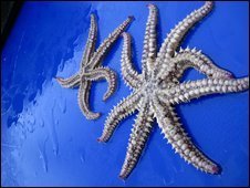 Fisherman Discovers Starfish With Eight Legs
