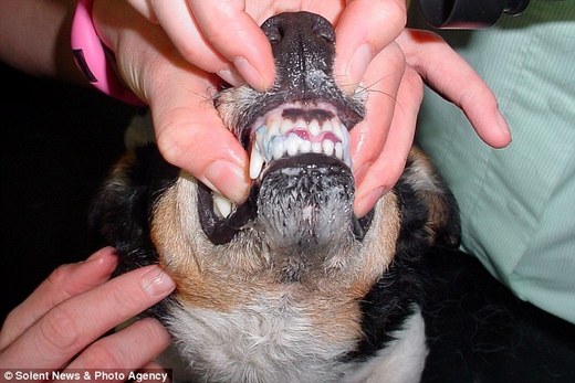 Jack Russell Bites Off More Than He Can Chew!