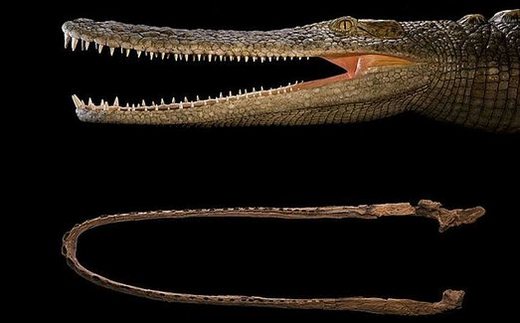 The Galloping and Dino-Eating Crocodiles!