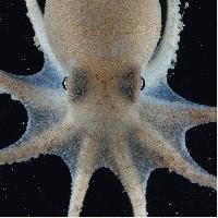 The Beautiful Creatures That Live In Our Oceans