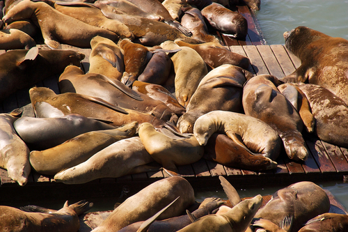 Sea Lions Skip 20th Anniversary Celebrations!