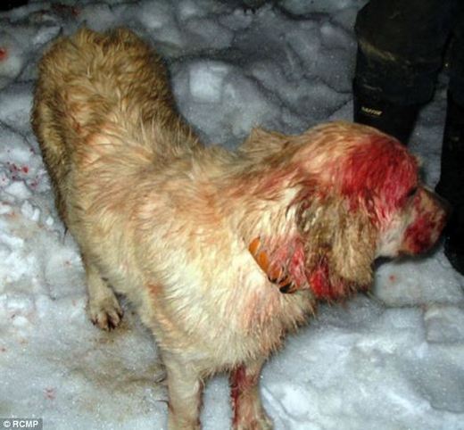 Golden Retriever Lives Up To Her Name!