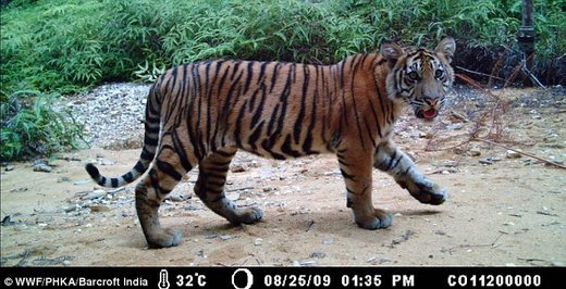 Rare Sumatran Tigers Caught On Tape