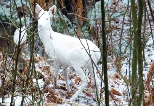 Rare Albino Deer Caught On Camera
