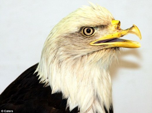 Bald Eagle Gets A Visit From The Dentist