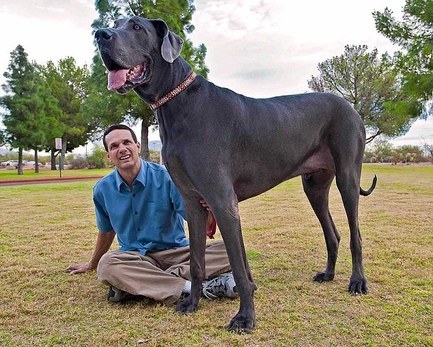Arizona Dane Is World's Tallest Dog . . . . Ever!