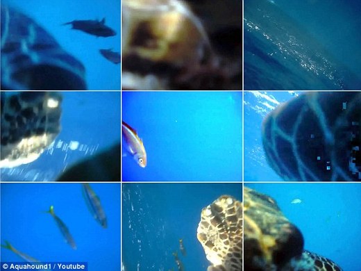 Turtle Turns Photographer