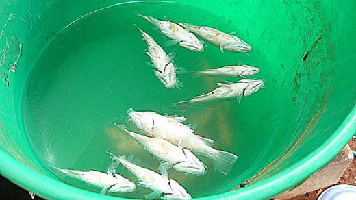 A 'Fishy' Downpour In Australia