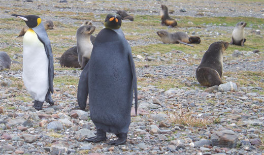 Rare 'All Black' King Penguin Spotted In the Antarctica