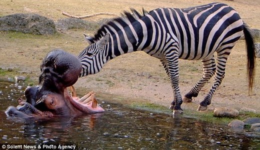 Ahhhh - Open Wider Please! Zebra Plays Dentist At Zurich Zoo
