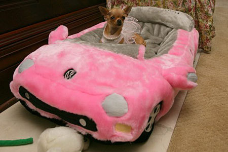 Conchita, The Millionaire Chihuahua