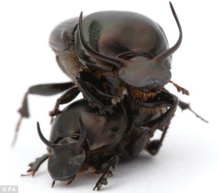 The Lowly Dung Beetle Is The World's Strongest Insect!