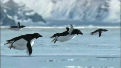 Can Penguins Fly?