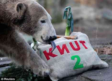 Knut - the Movie Star!