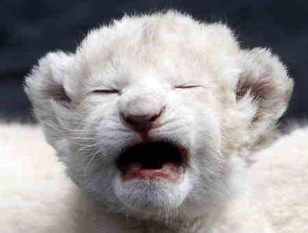 Rare White Lion Cubs Born At German Zoo