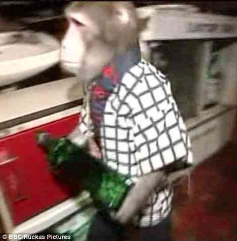 Japanese Restuarant Hires Monkey Waiters