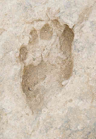 Ancient Human-Like Footprints Discovered In Kenya