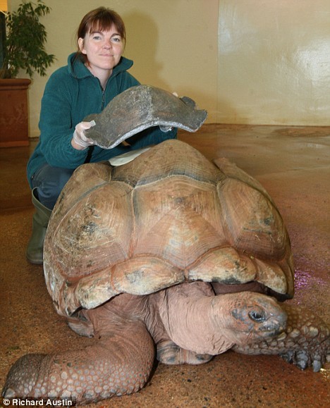 A 'Crash Helmet' For Timmy The Tortoise