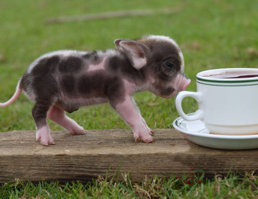 Teacup Piglets