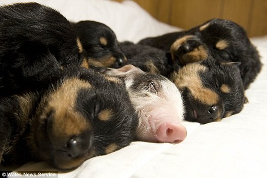 This Little Piggy Will Not Be Heading To The Market!