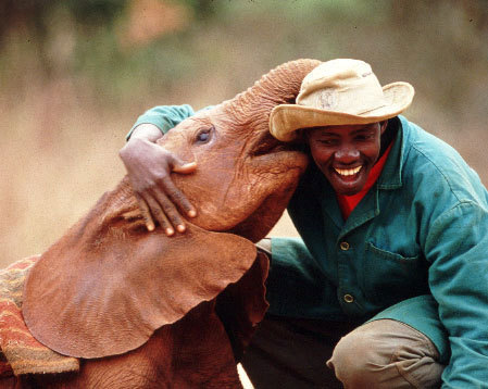 Elephant Orphanage In Kenya, Africa
