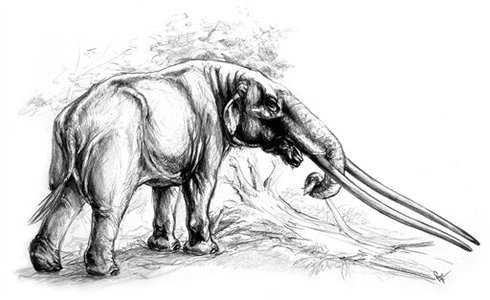 Giant Pre-historic Tusks on Display in Greece