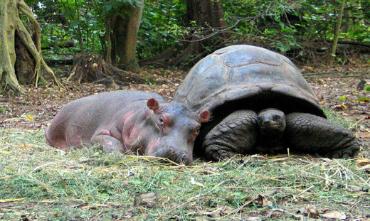 Mzee and Owen - a heart-warming valentine story