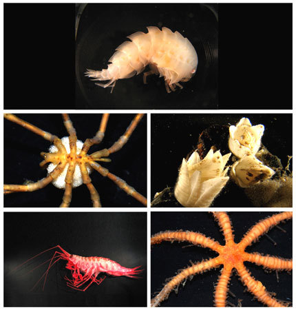 Amazing New Marine Life Found in the Waters of Antarctica