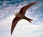 It's a bird, It's a plane - It's a RoboSwift