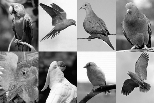 Birdsongs - The Next Big Thing in Music!