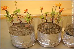 A garden on the moon?