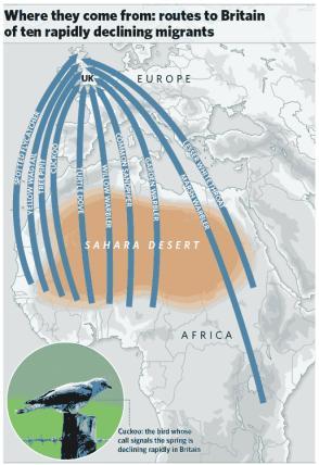 Where are all the birds?