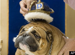 Buddy -The most beautiful Bulldog!