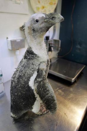 How Pierre the penguin got his groove - er feathers back!