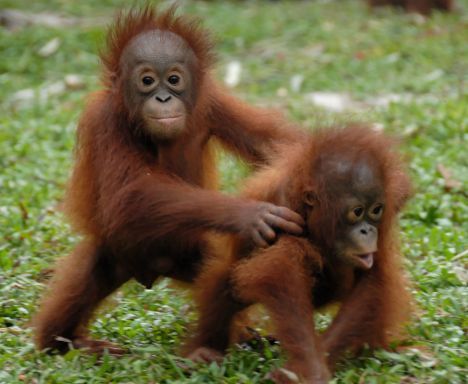 Deciphered! -The Secret Language Of Orangutans