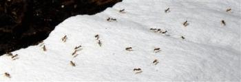 Those Pesky Ants!