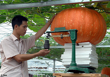 The Vegetables Of The Future?
