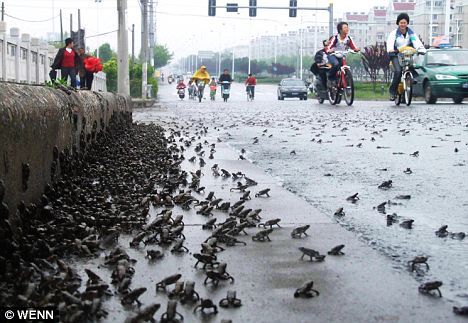Why Did So Many Toads Cross The Road?