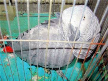 Pretty Polly - Not Just a Pretty Face!