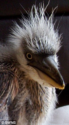Orphaned Heron Learns To Fly